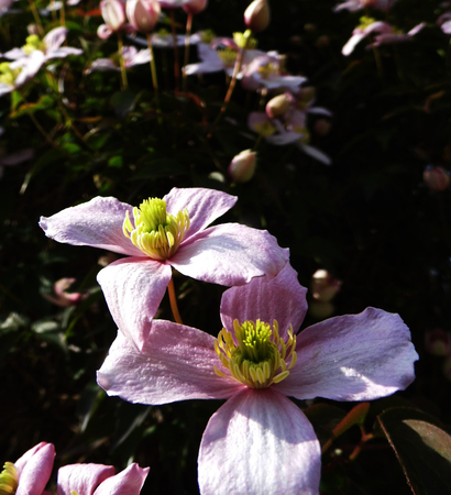 Delicate pink clematis flowers growing.の写真素材