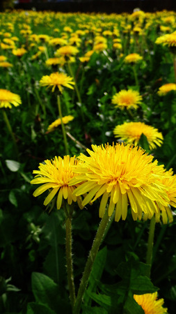 Many dandelion flowers growing in a British meadow.の写真素材