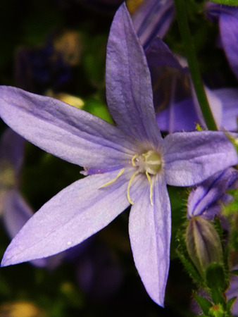 Flowers growing in a British garden.の写真素材
