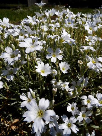 White flowers growing in a British garden.の写真素材