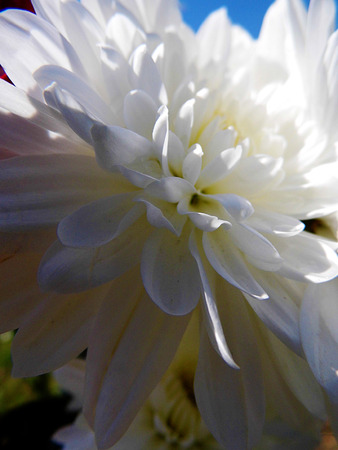 White flower growing in a British garden.の写真素材