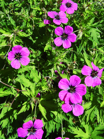 Flowers growing in a British garden.の写真素材