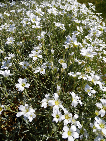 White flowers growing in a British garden.の写真素材