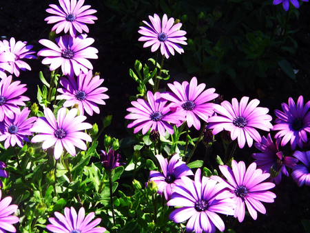 Flowers growing in a British garden.の写真素材