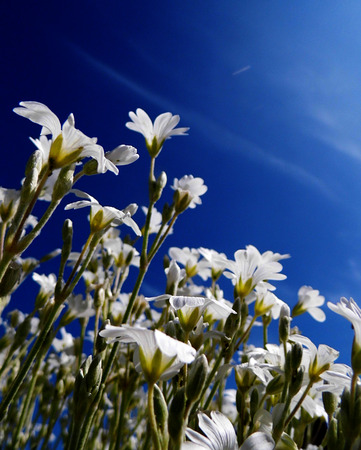 White flowers growing in a British garden.の写真素材