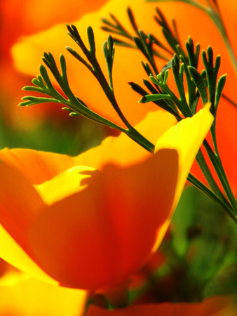 Orange flowers growing in a British garden.の写真素材