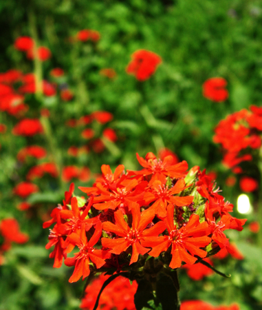 Flowers growing in a British garden.の写真素材