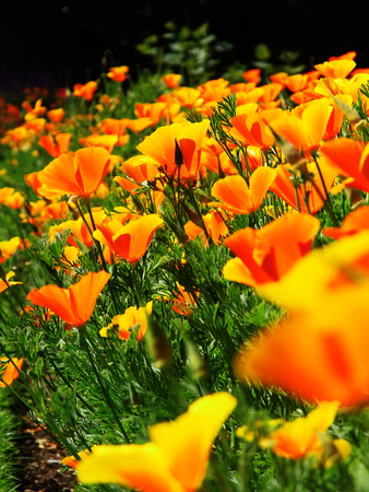 Orange flowers growing in a British garden.の写真素材