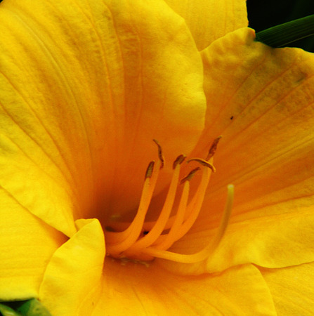 Yellow flower growing.の写真素材