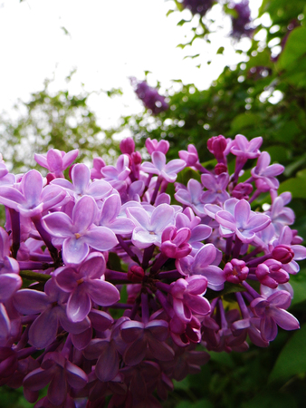 Flowers growing in a British garden.の写真素材