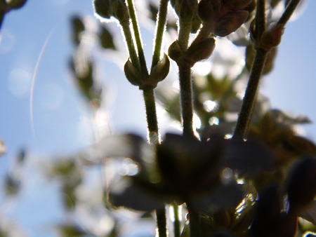 Flowers growing in a British garden.の写真素材