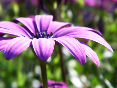 Flowers growing in a British garden.の写真素材