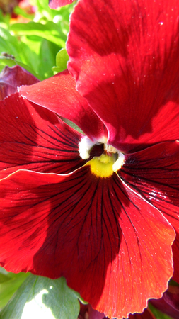 Red flower growing in a British garden.の写真素材