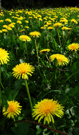Many dandelion flowers growing in a British meadow.の写真素材