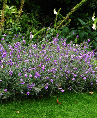 Ornamental flower border in a British garden.の写真素材
