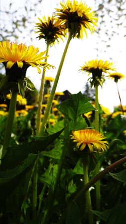 Many dandelion flowers growing in a British meadow.の写真素材