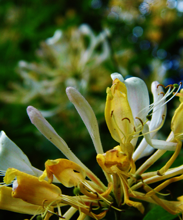 Honeysuckle flowers growing in a British garden.の写真素材