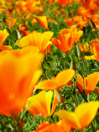 Orange flowers growing in a British garden.の写真素材