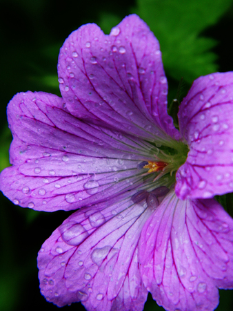 Flower growing in a British garden.の写真素材