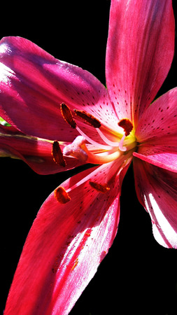 Flower growing in a British garden.の写真素材