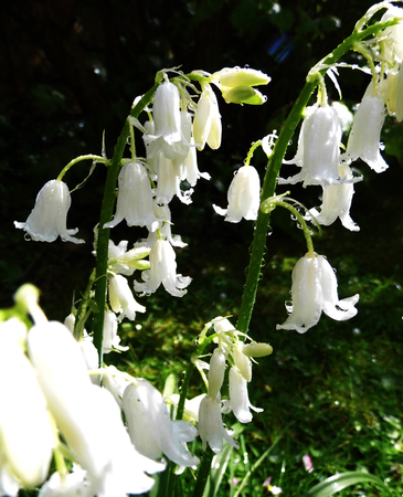 Whitebell flowers growing in a British garden.の写真素材