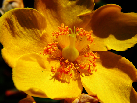 Yellow Hypericum flower growing.の写真素材