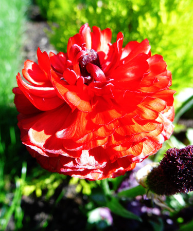 Red flower growing in a British garden.の写真素材