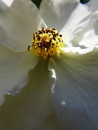 White flower growing in a British garden.の写真素材