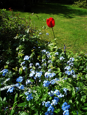 Ornamental flower border in a British garden.の写真素材