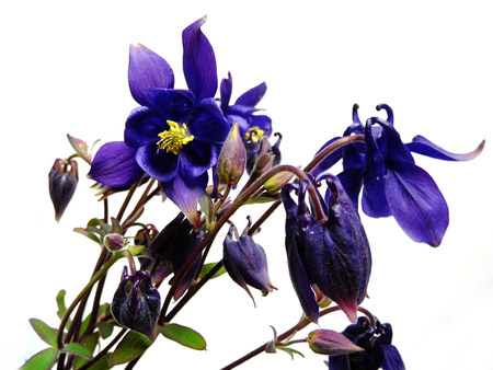 Purple Flowers isolated against a white background.の写真素材