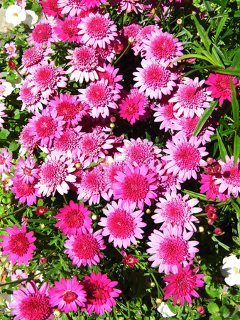 Flowers growing in a British garden.の写真素材