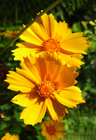 Yellow flowers growing.の写真素材