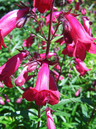 Flowers growing in a British garden.の写真素材