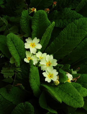 Flowers growing in a British garden.の写真素材