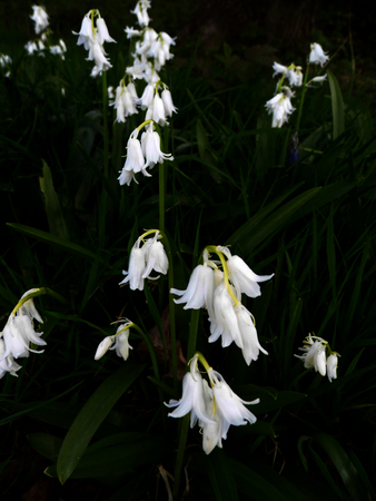 Whitebell flowers growing in a British garden.の写真素材