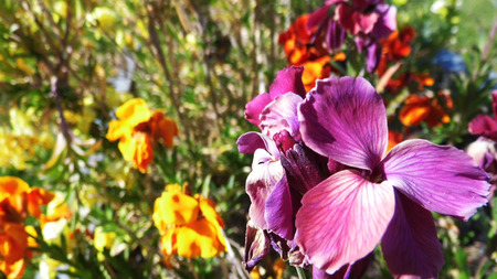 Blue flowers growing in a British garden.の写真素材
