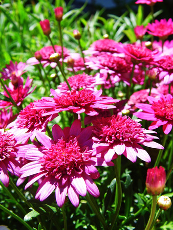 Flowers growing in a British garden.の写真素材