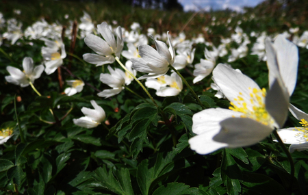 Flowers growing in a British garden.の写真素材