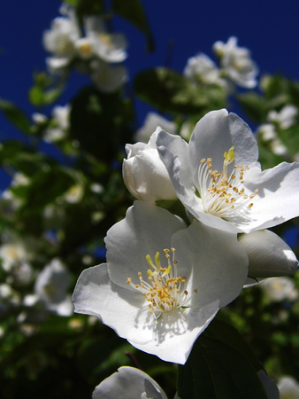 Flowers growing in a British garden.の写真素材