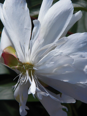 White flower growing in a British garden.の写真素材