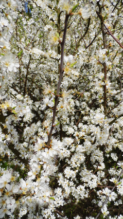 White flowers growing in a British garden.の写真素材