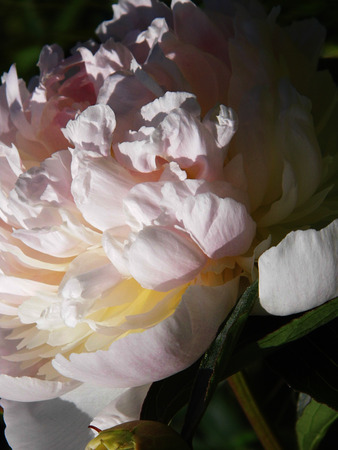 Flower growing in a British garden.の写真素材