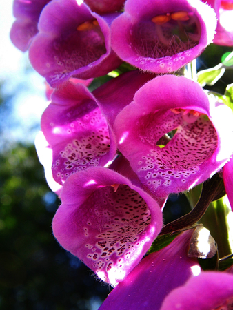 Ornamental Foxglove Flowers growing in a British garden.の写真素材