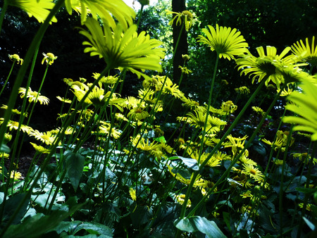 Flowers growing in a British garden.の写真素材