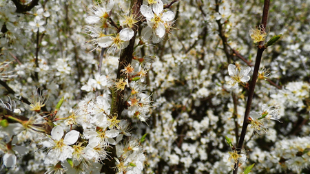 White flowers growing in a British garden.の写真素材