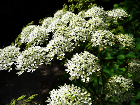 Flowers growing in a British garden.