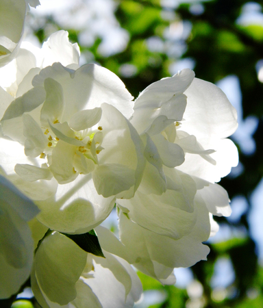 Flowers growing in a British garden.の写真素材