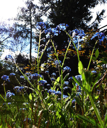 Flowers growing in a British garden.の写真素材