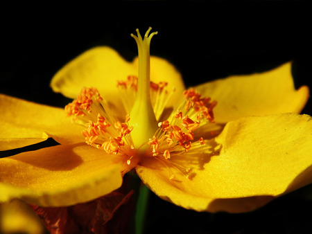 Yellow Hypericum flower growing.の写真素材