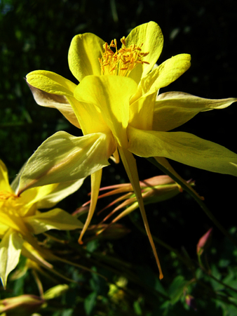 Yellow flowers growing.の写真素材